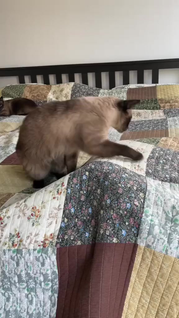 Что ищет котэ?