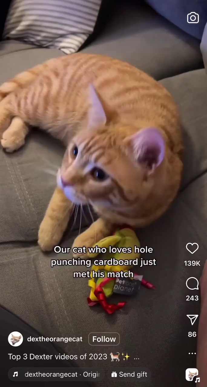 Вечерний котопост: котостеплер заказывали?