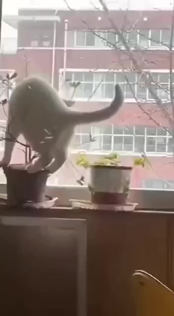 Коты-разрушители