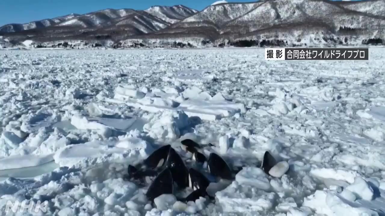 Пикабу, помоги спасти косаток